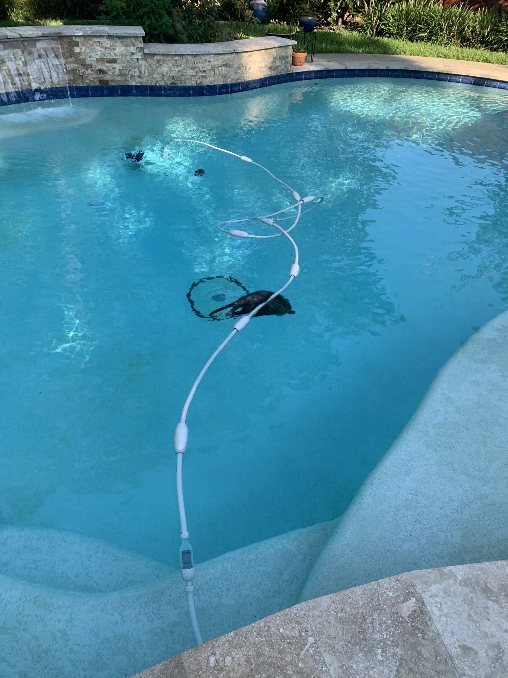 dead animal removal houston tx​