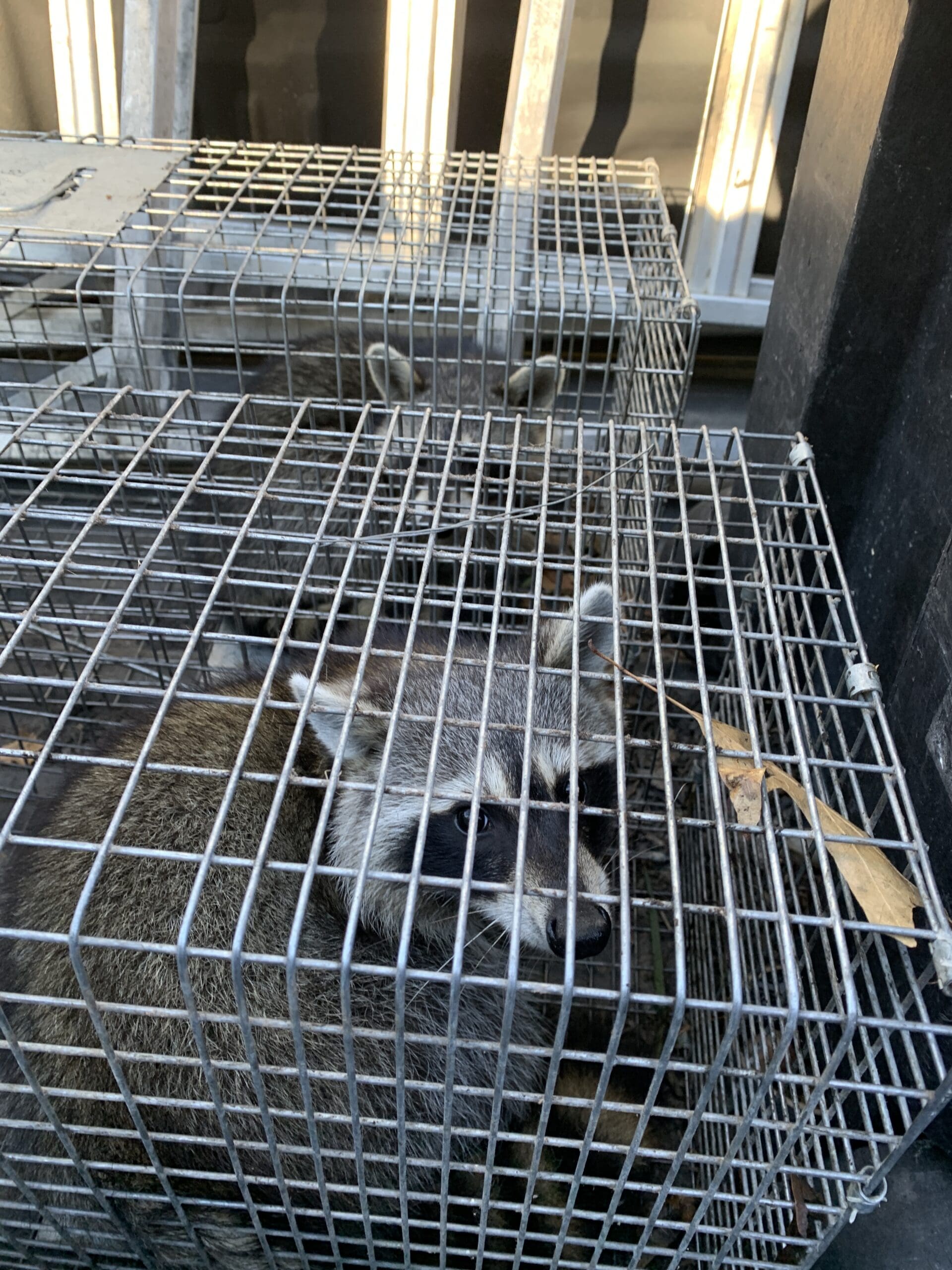 the woodlands wildlife removal