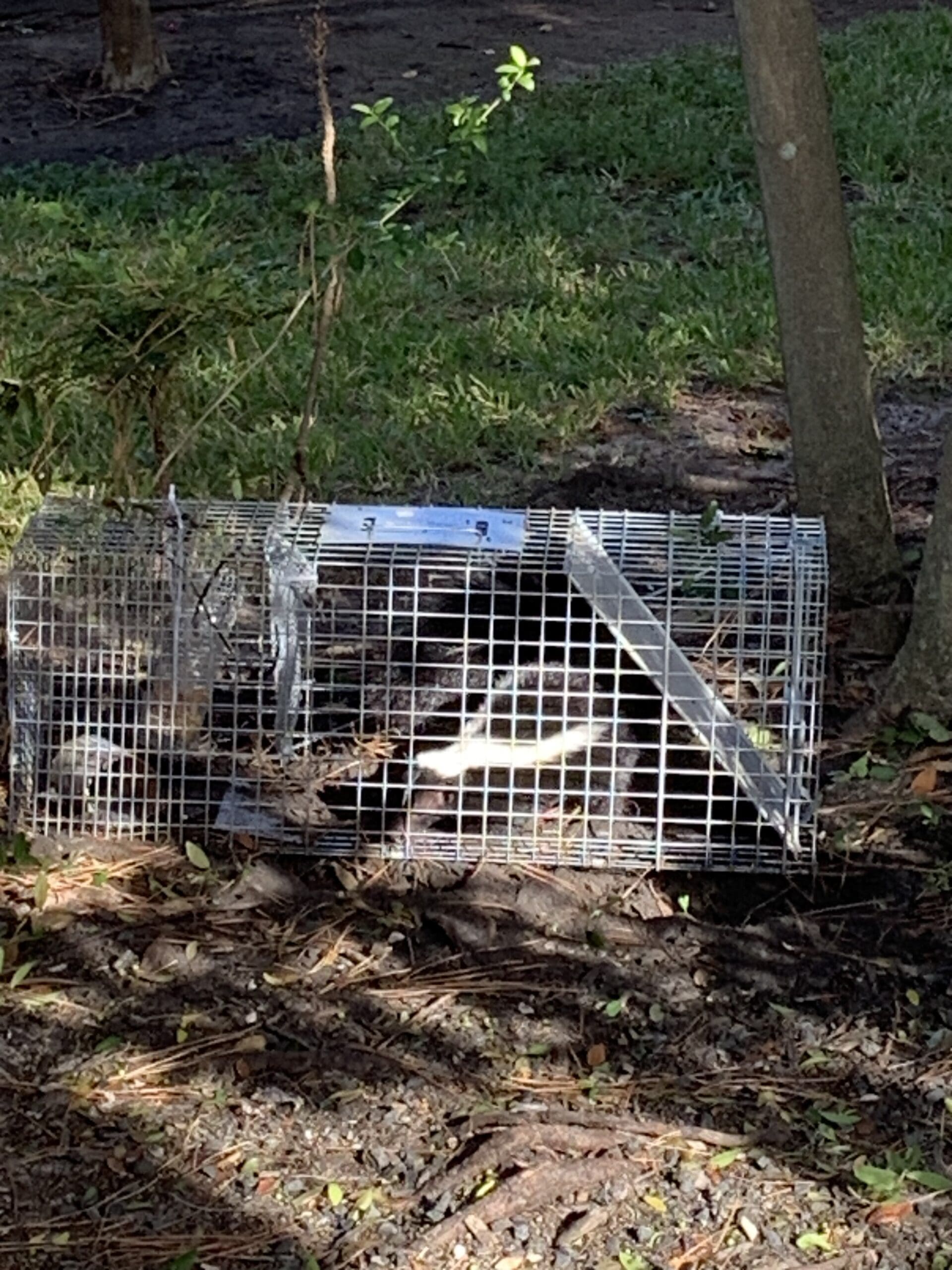 skunk trapping houston