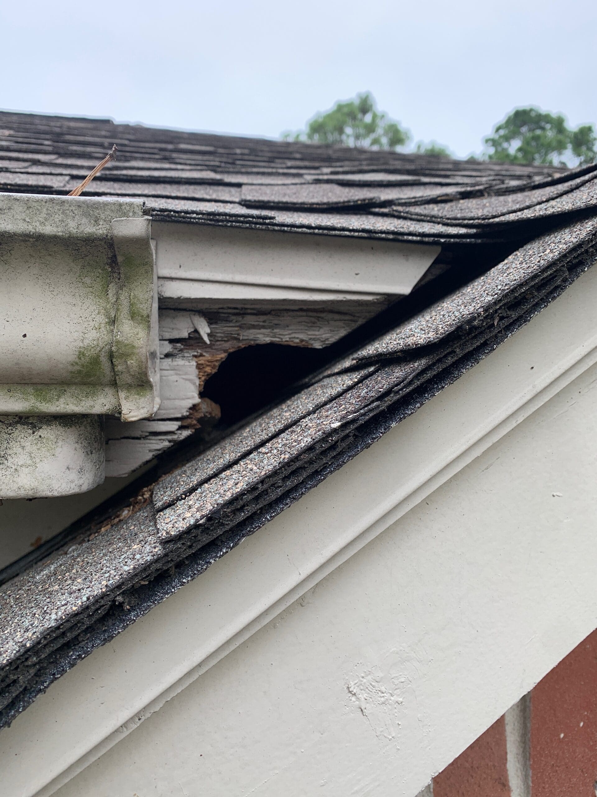 squirrels in attic houston