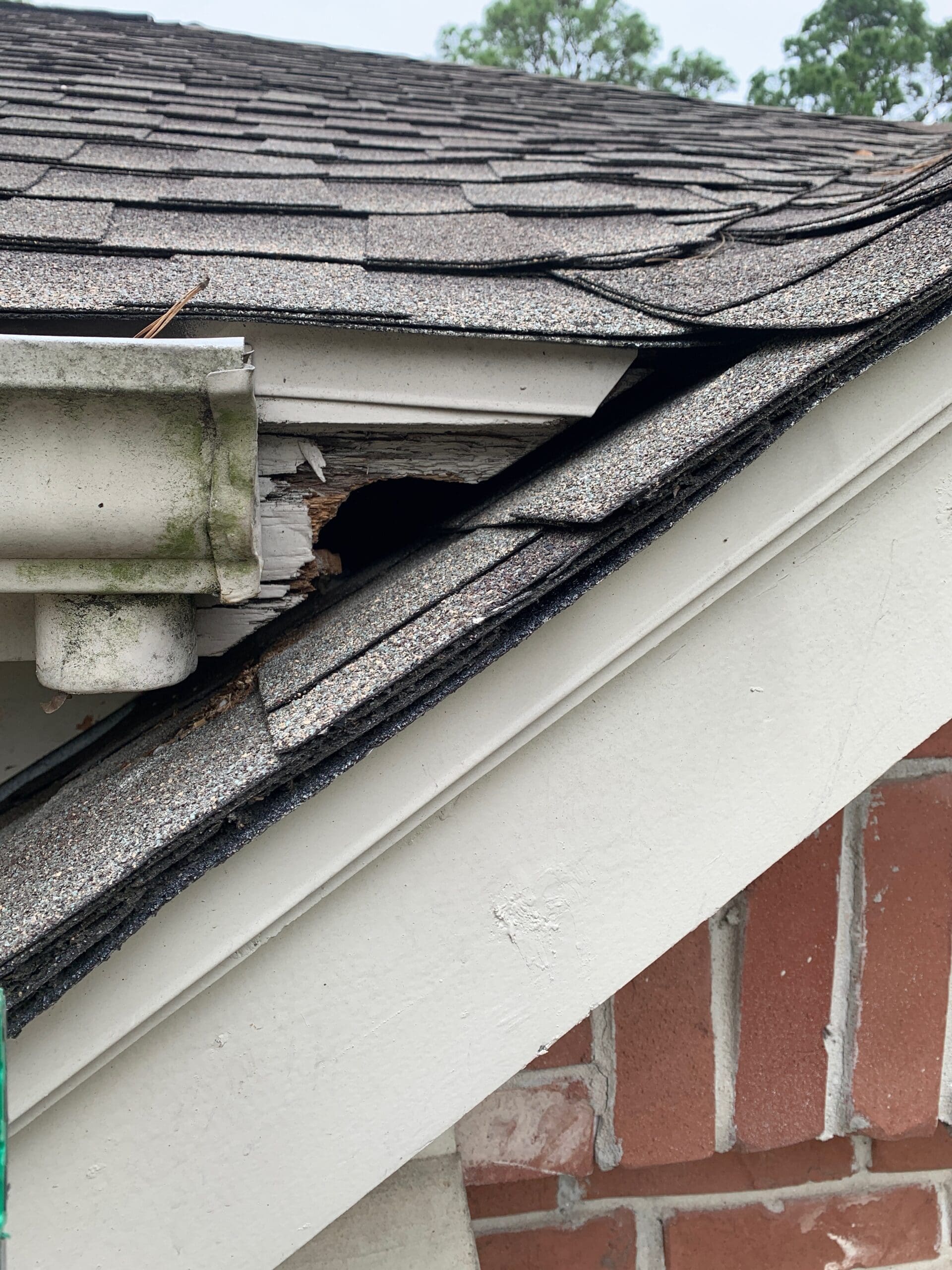 spring tx wildlife removal
