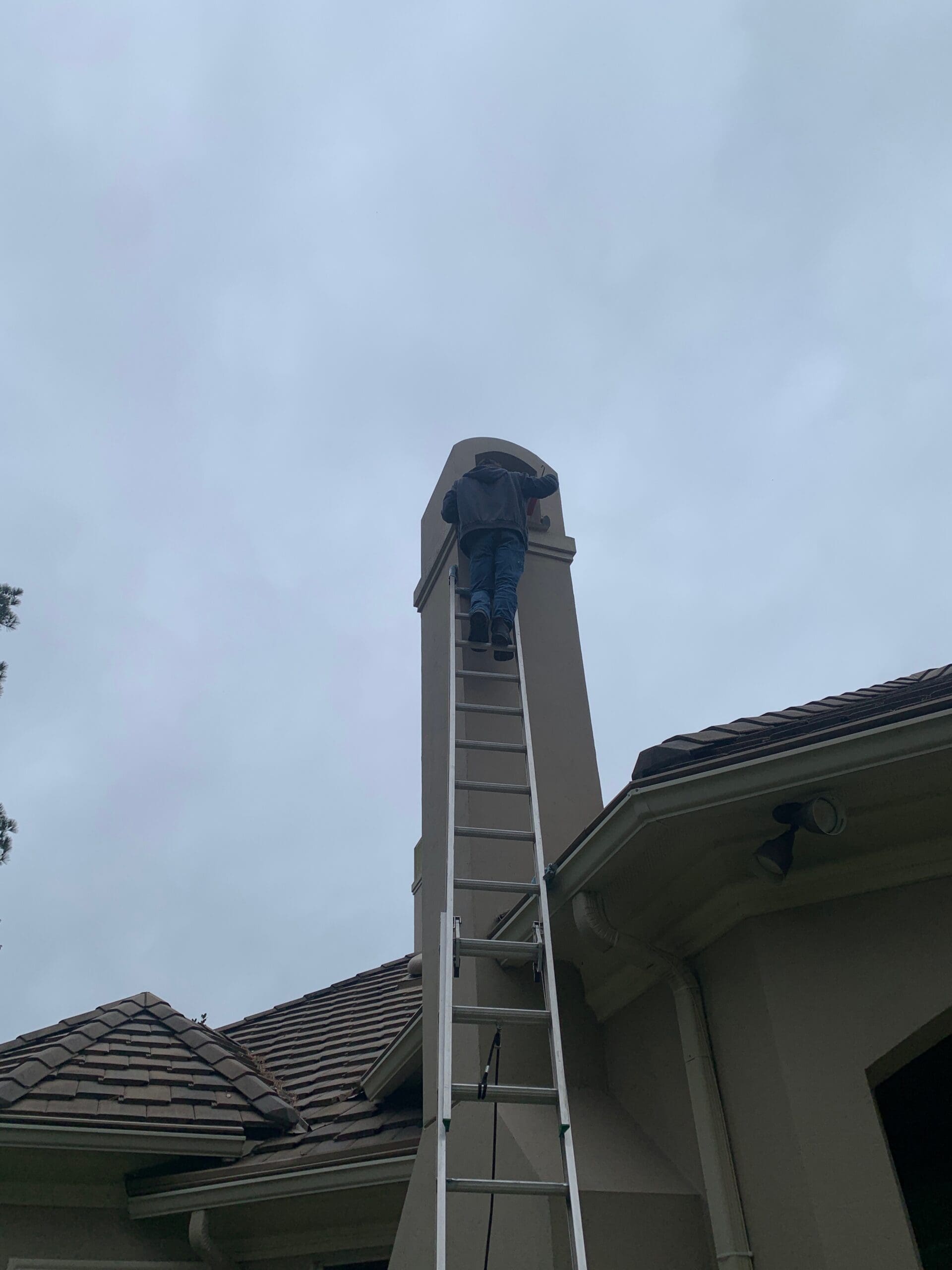 wildlife removal in the woodlands