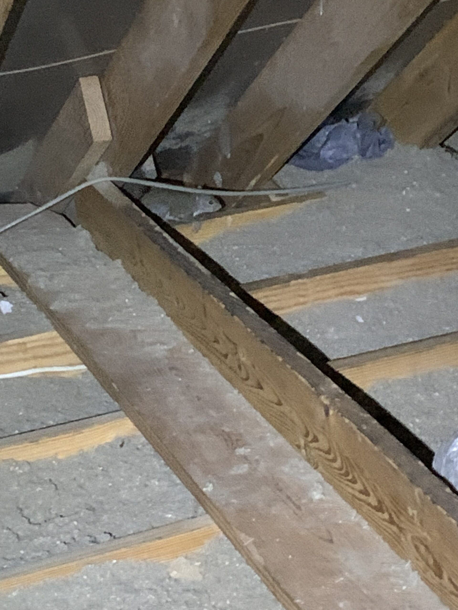kingwood tx wildlife removal