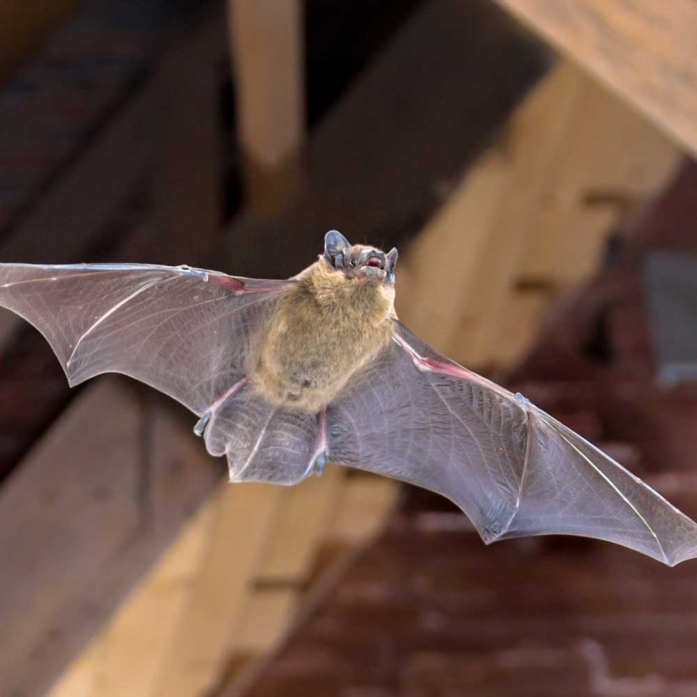 bat flying from the roof of a home in houston