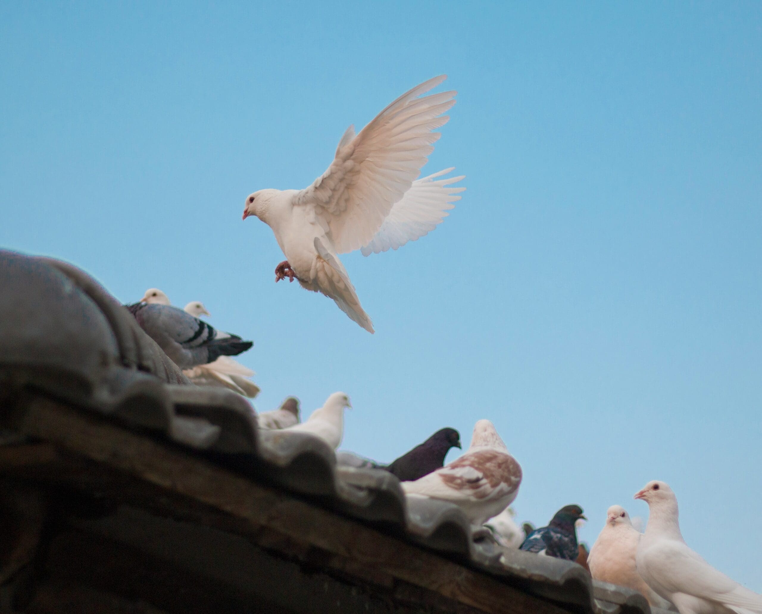 birds roosting on a roof in houston