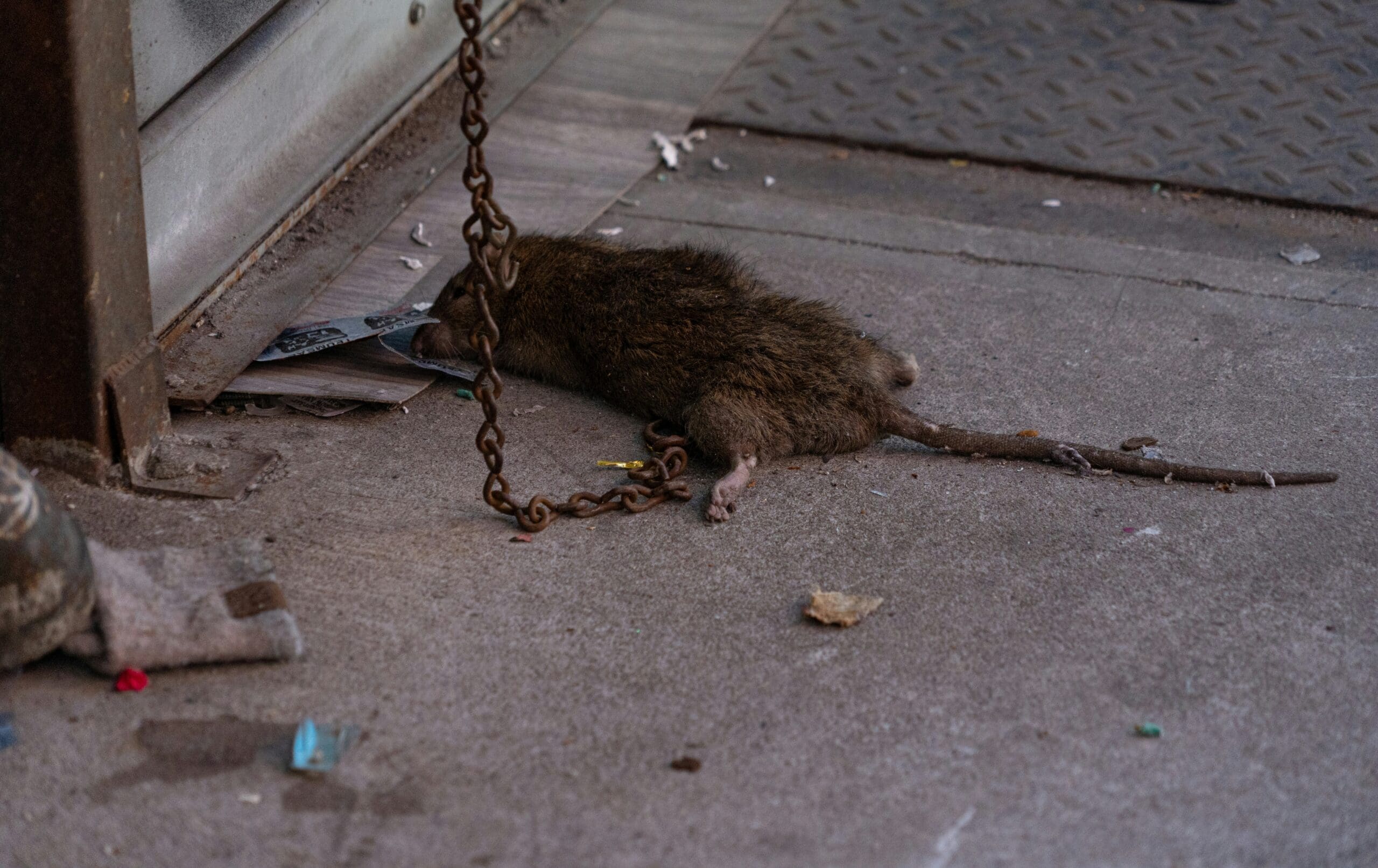 dead animal removal in houston
