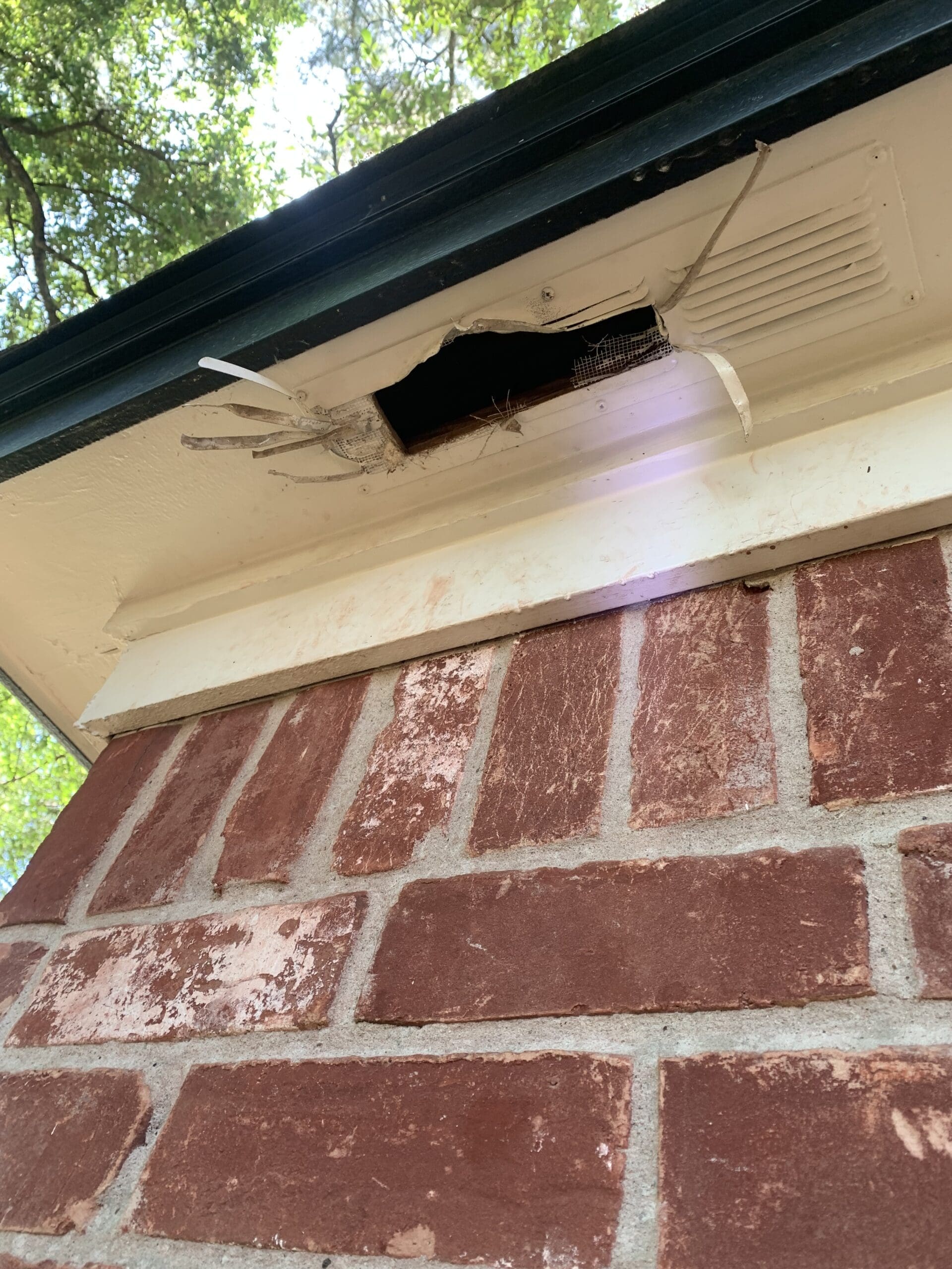 wildlife removal in the woodlands tx