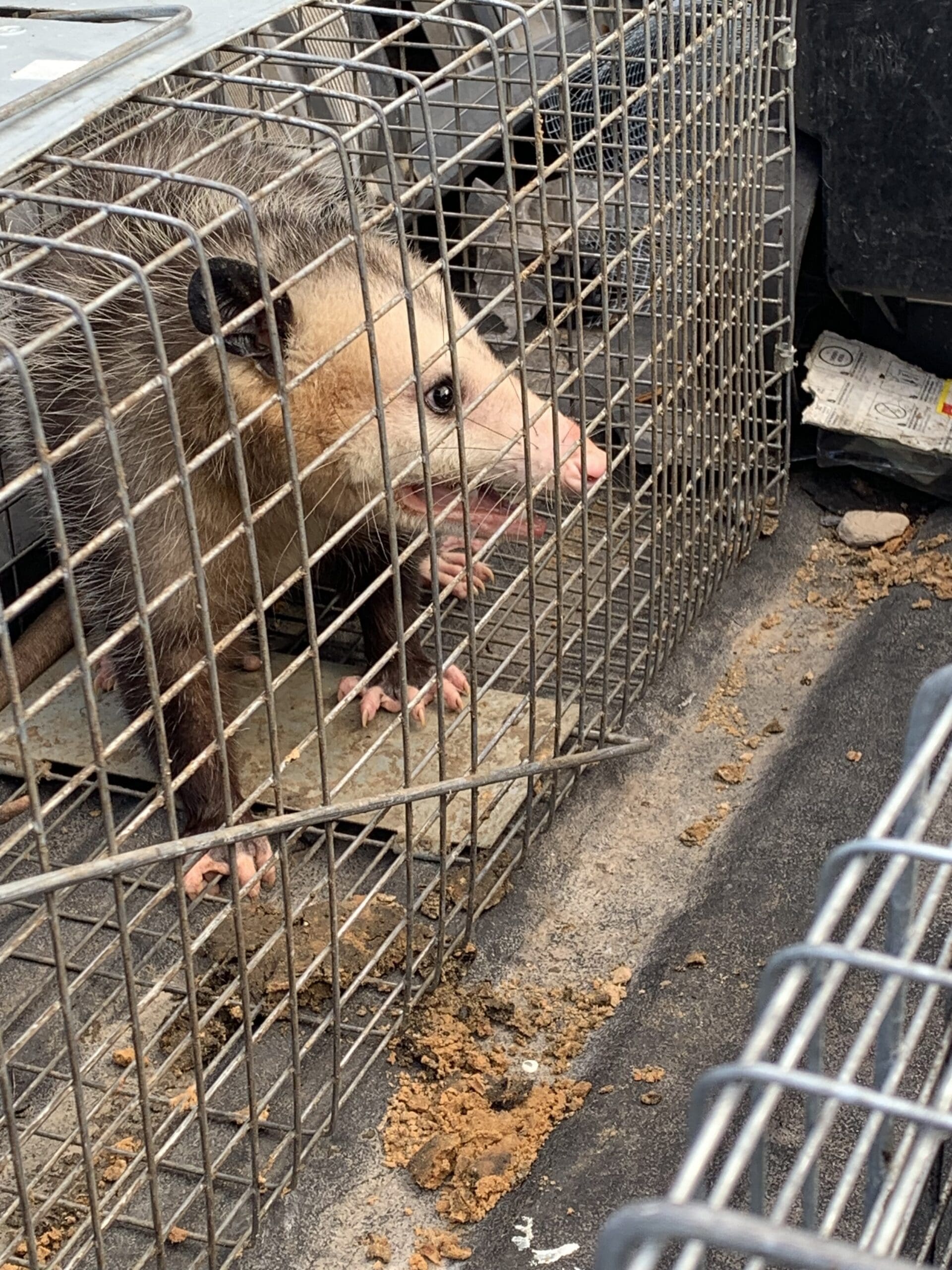 houston opossum removal company