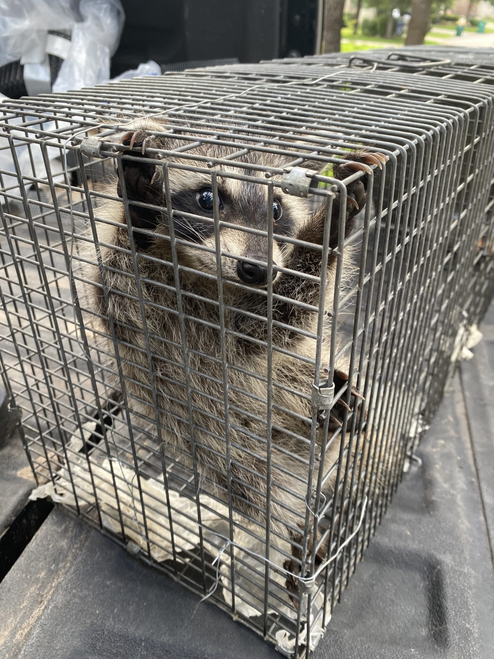 trapped raccoon removal in houston