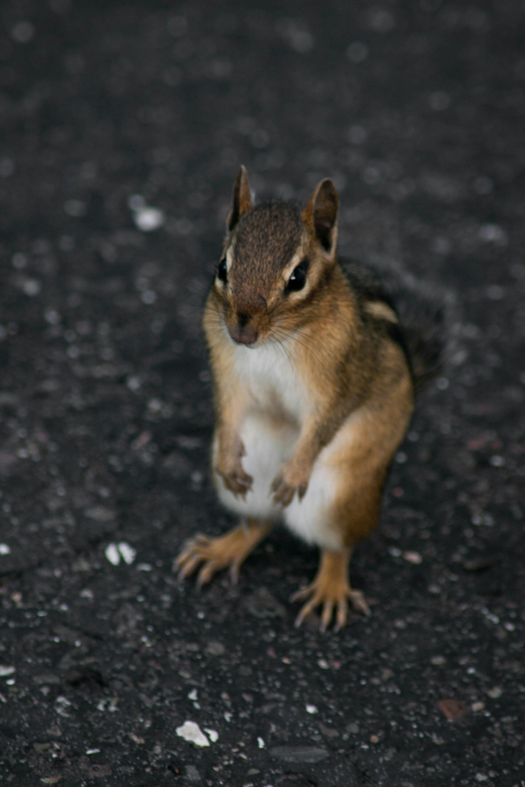 wildlife removal company conroe
