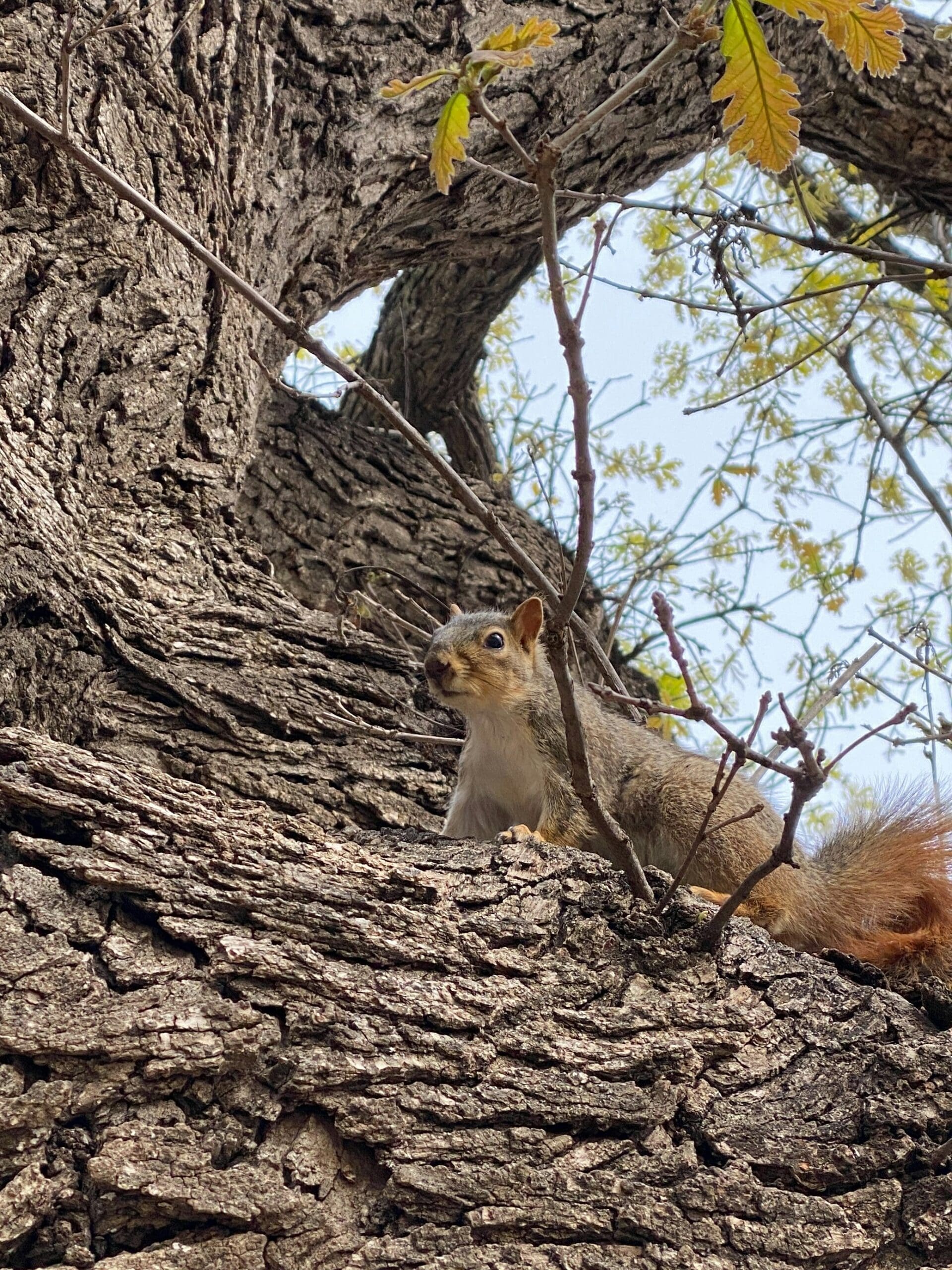 squirrels in houston