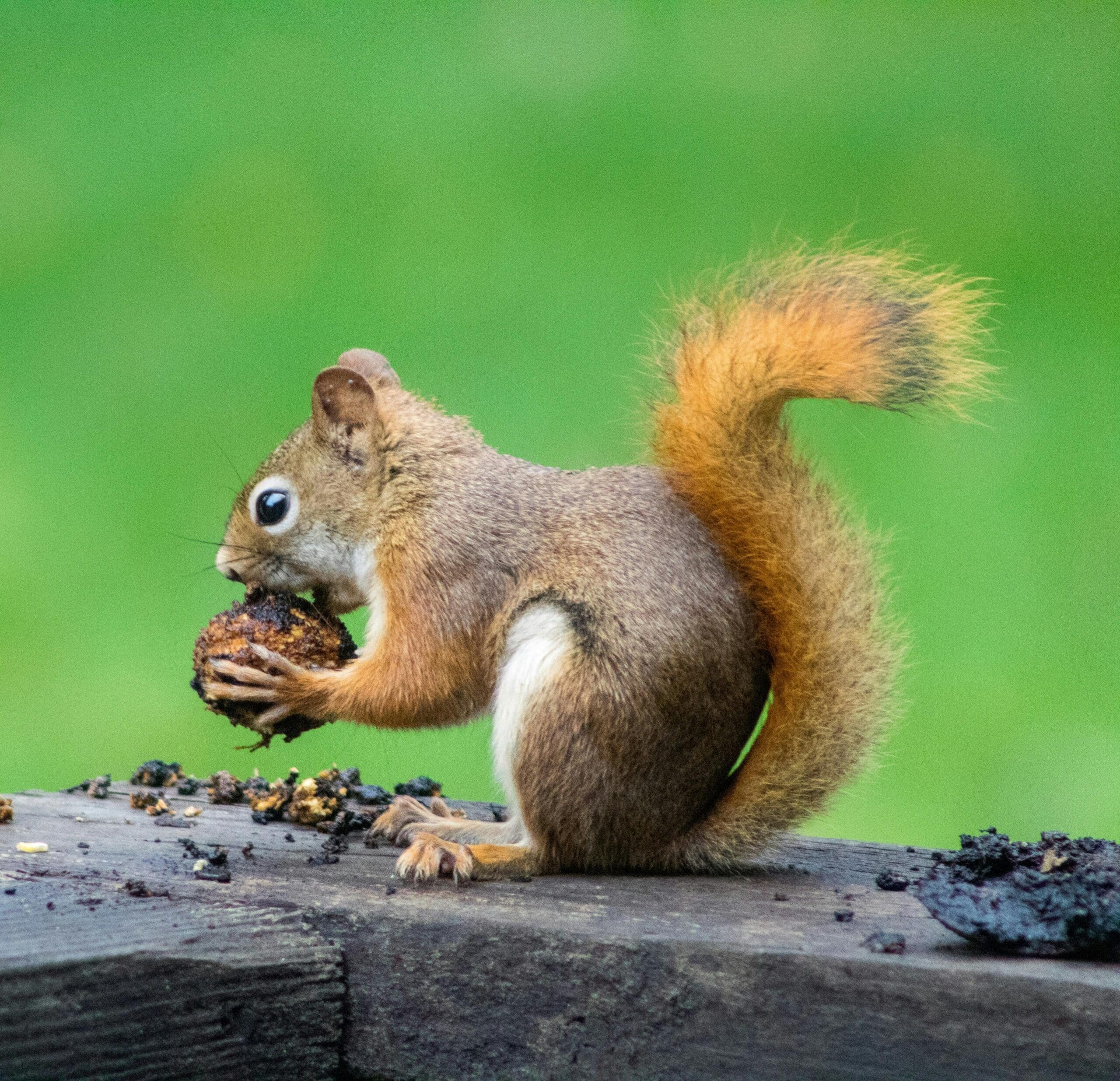 wildlife removal spring texas