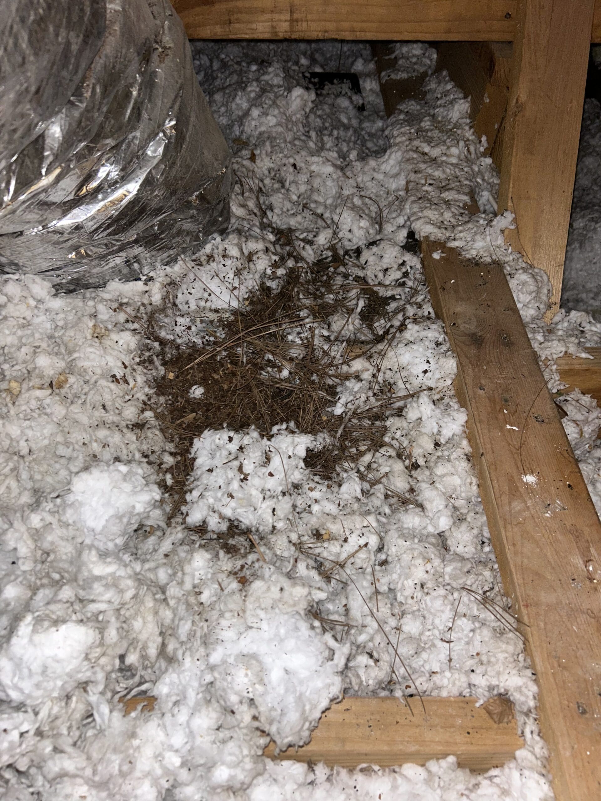rodent control in west university place tx