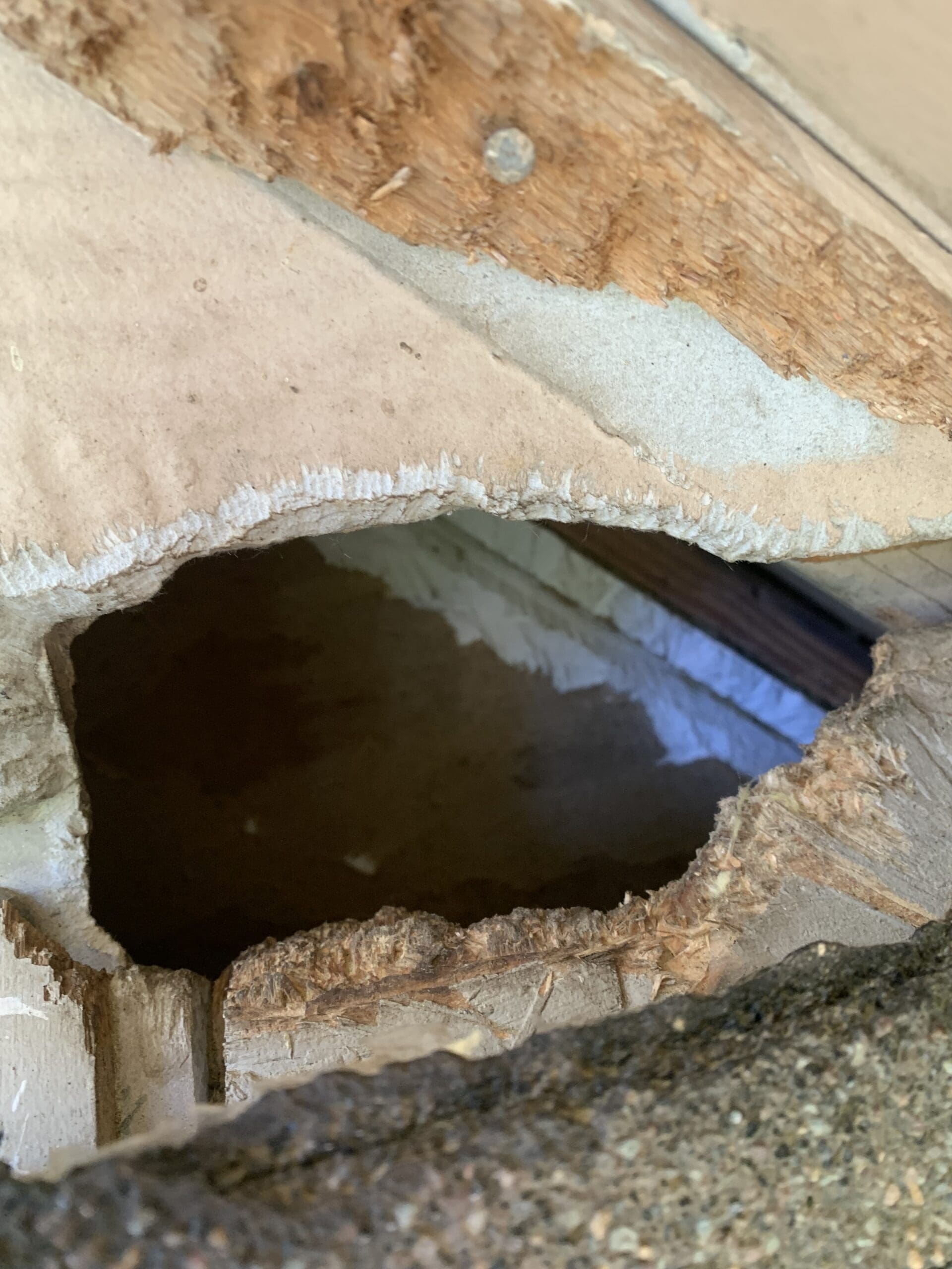 wildlife removal services in bellaire tx
