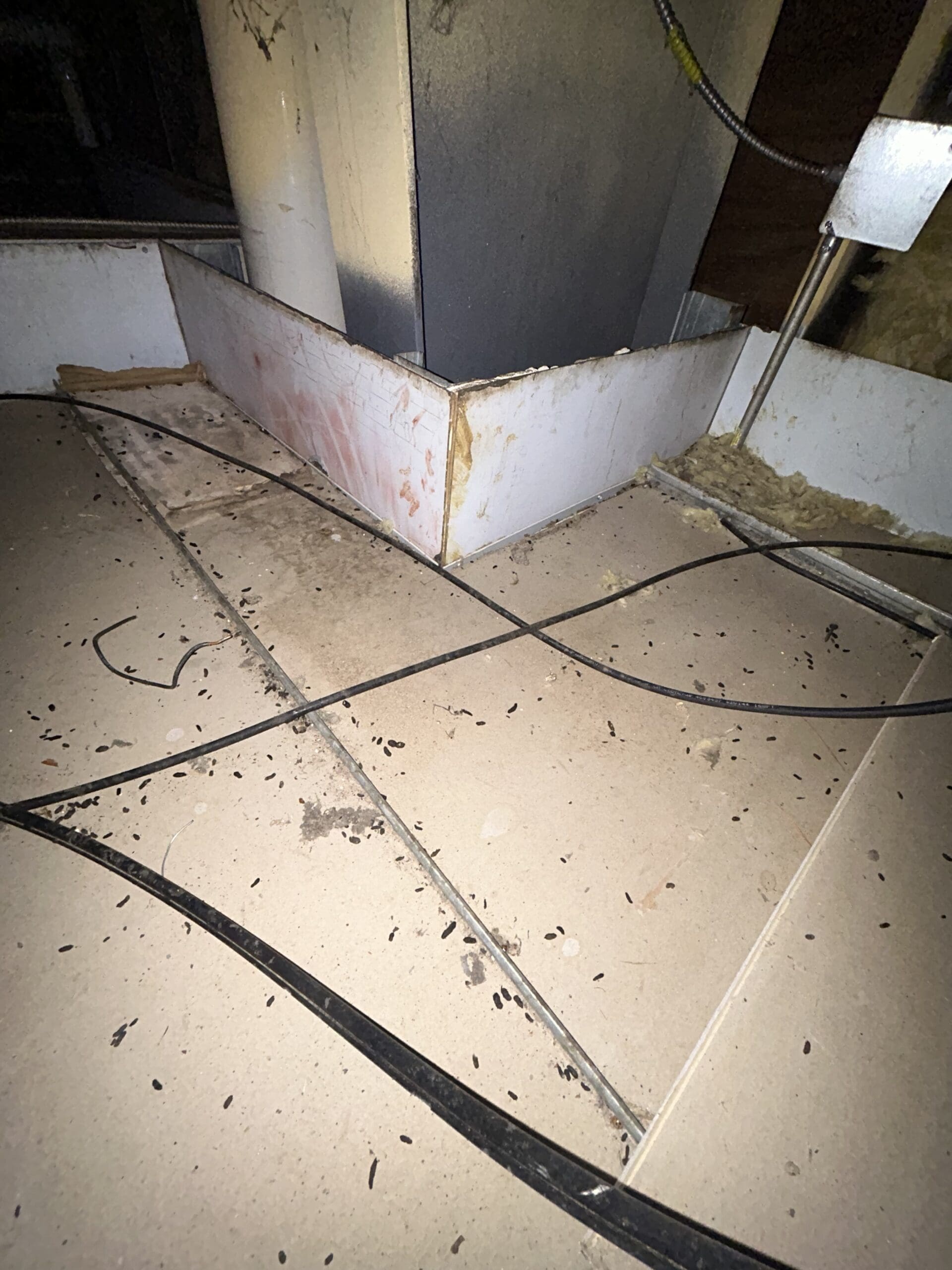 wildlife attic restoration services in houston