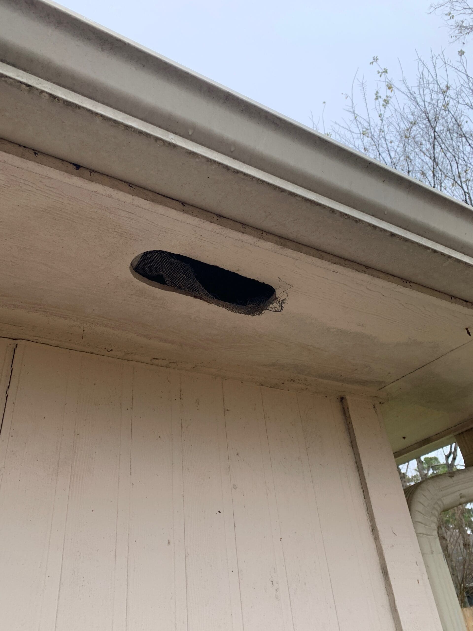 cypress wildlife removal