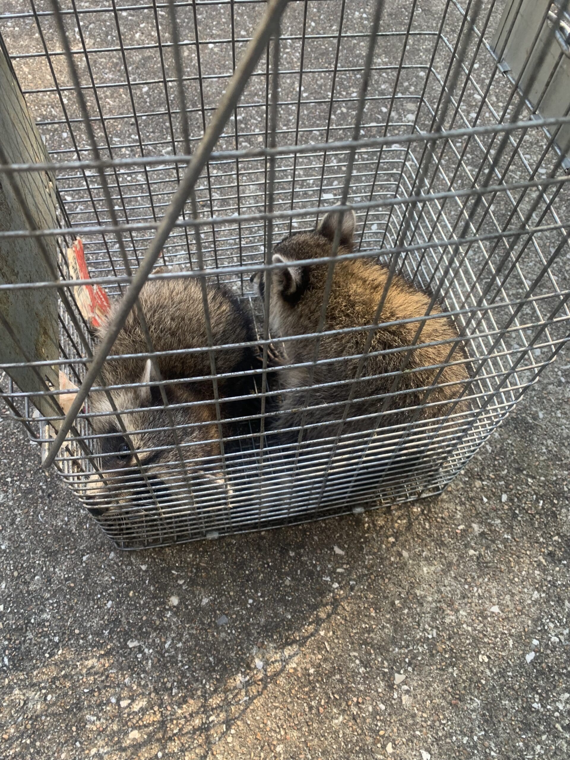wildlife removal in cypress tx
