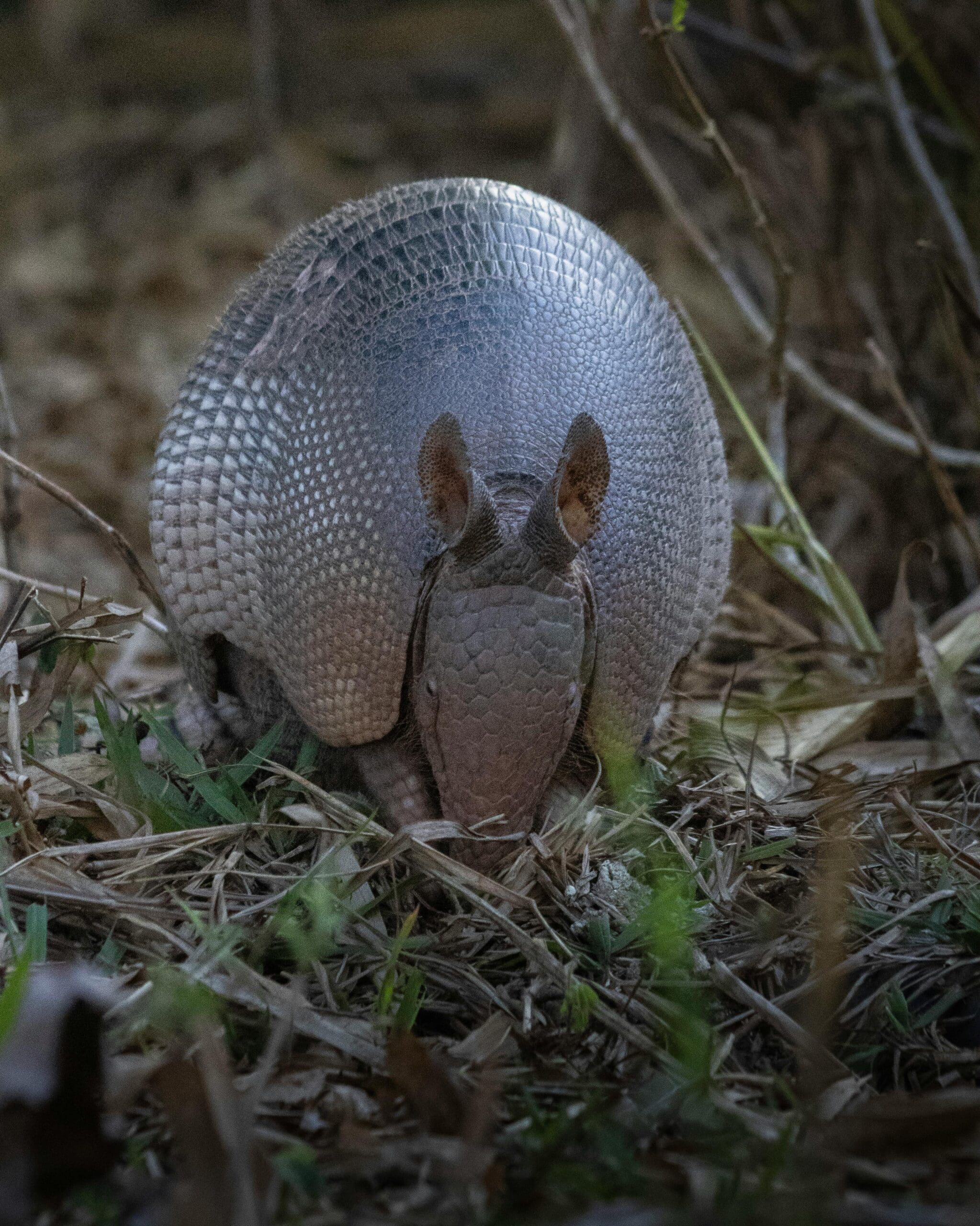 armadillo control houston