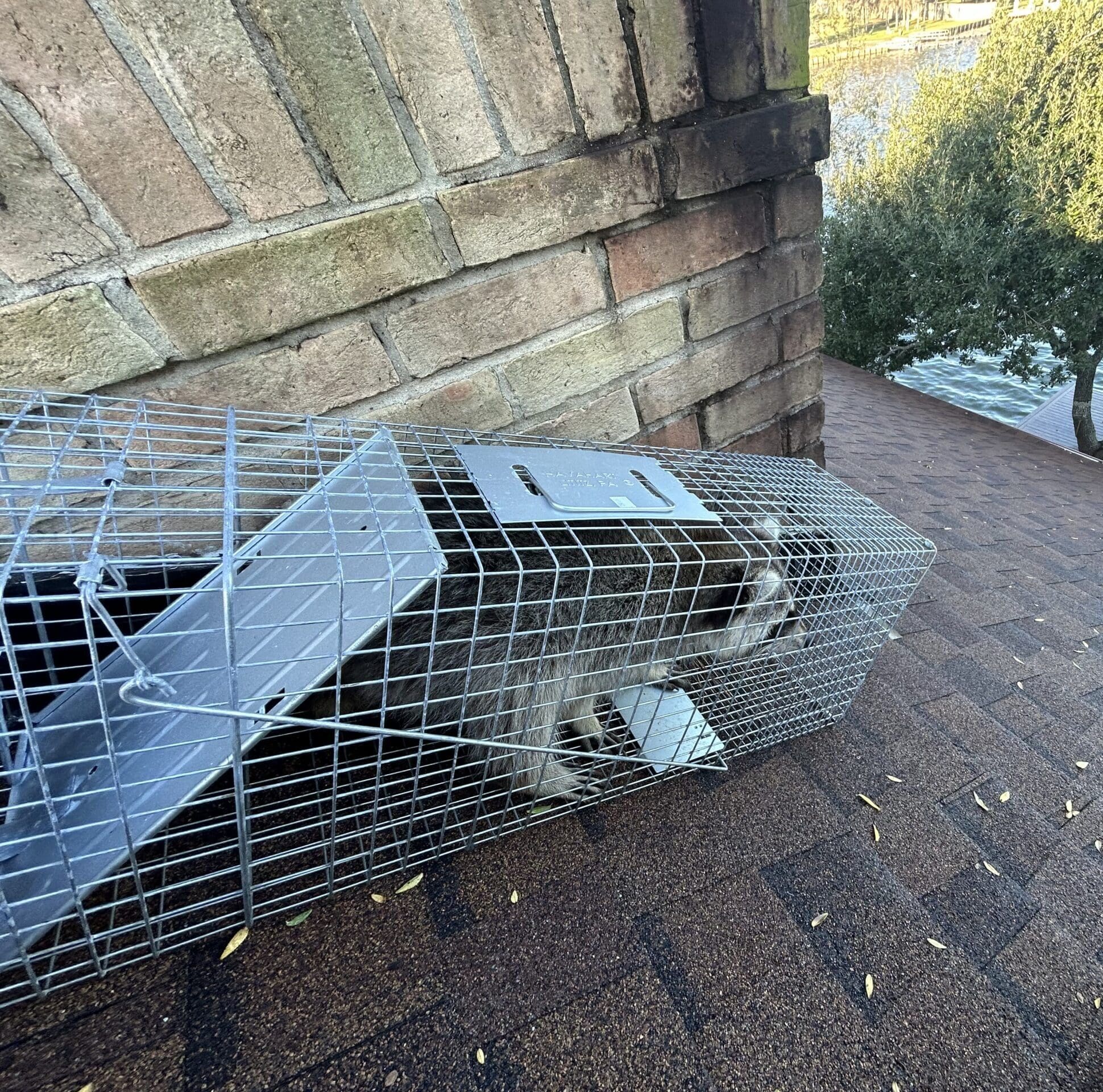 magnolia wildlife removal