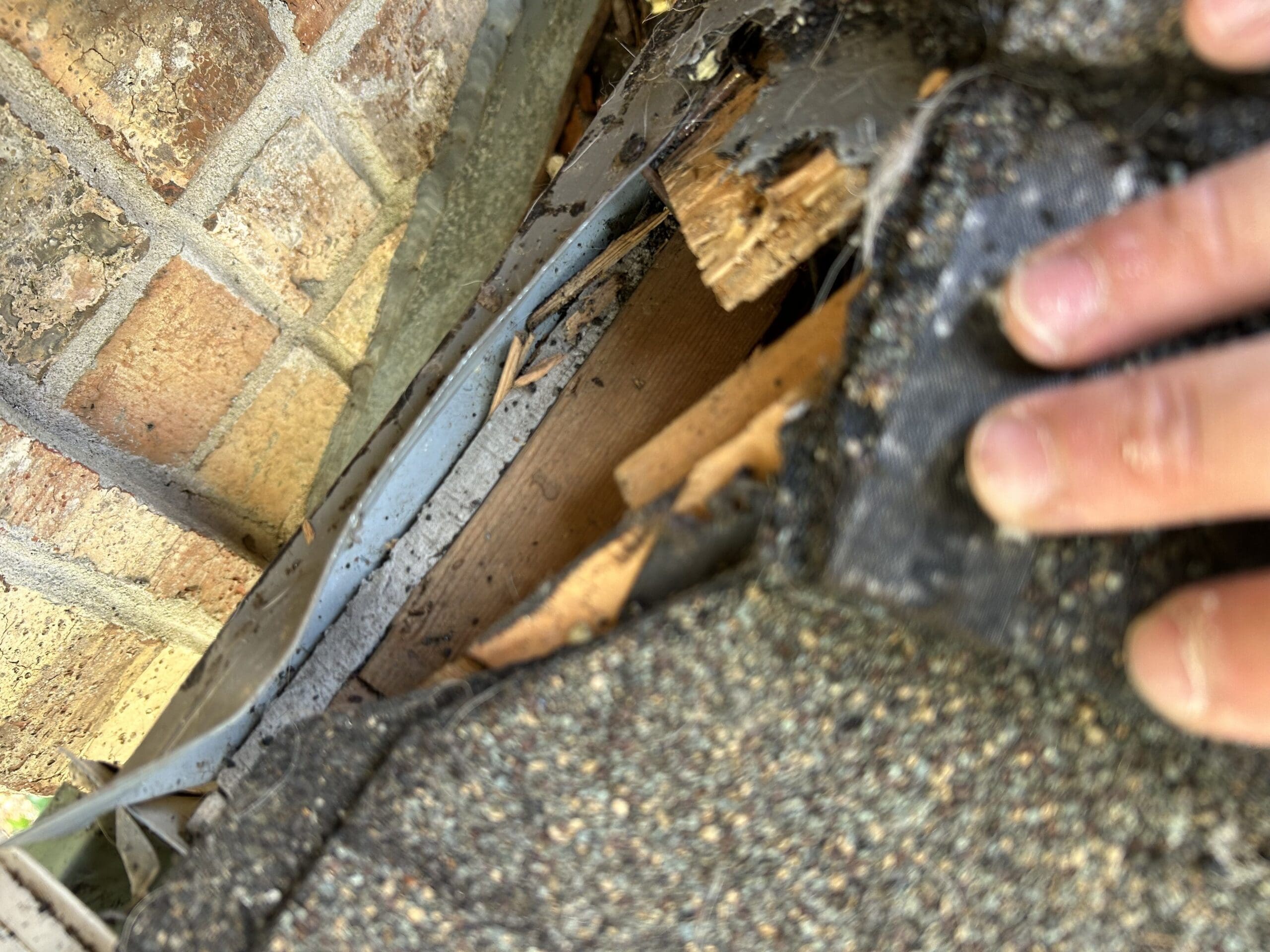 wildlife removal services in magnolia tx